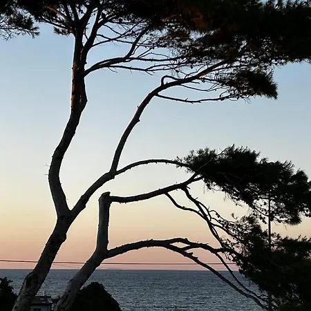 Albamonte كاريني